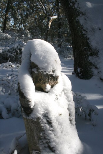 The Springer's Point sentinel raccoon, carved by Len Skinner, under a blanket of snow.